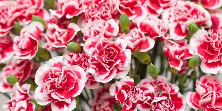 Carnations Safe For Cats